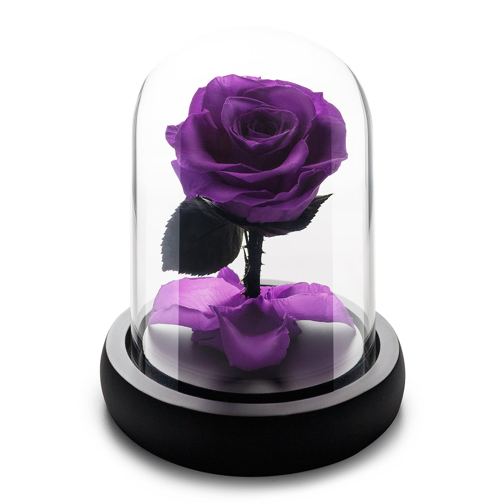 Kleine dunkellila Infinity-Rose in Glaskuppel