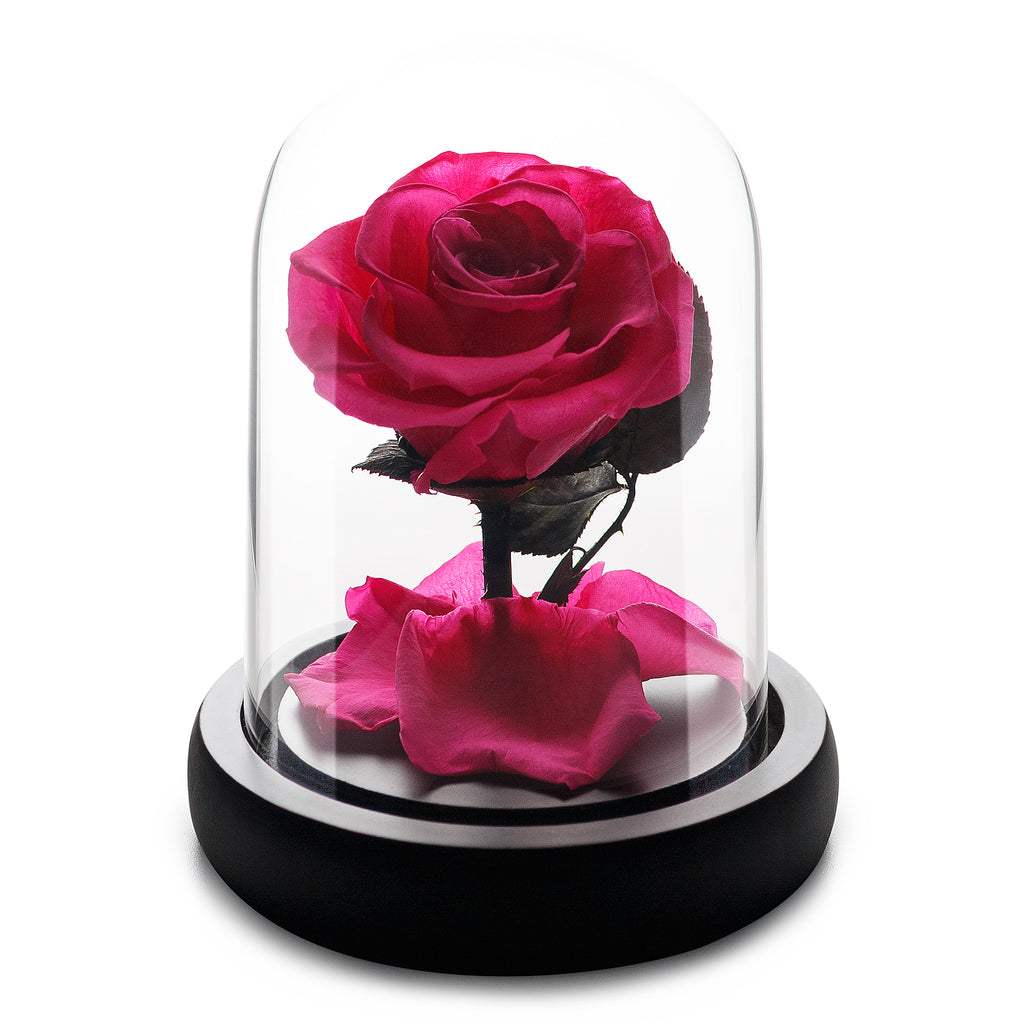 Kleine Fuchsia Infinity Rose in Glaskuppel