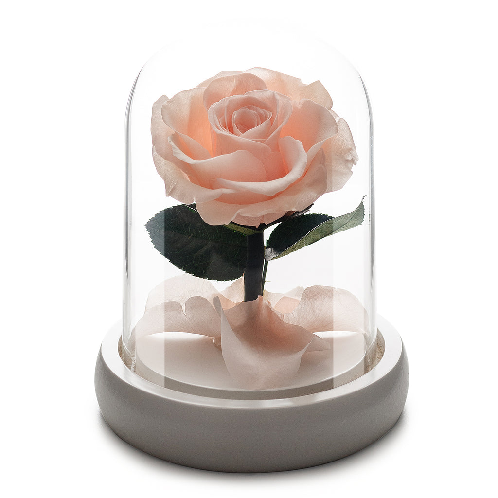 Small Pink Champagne Infinity Rose in Glass Dome