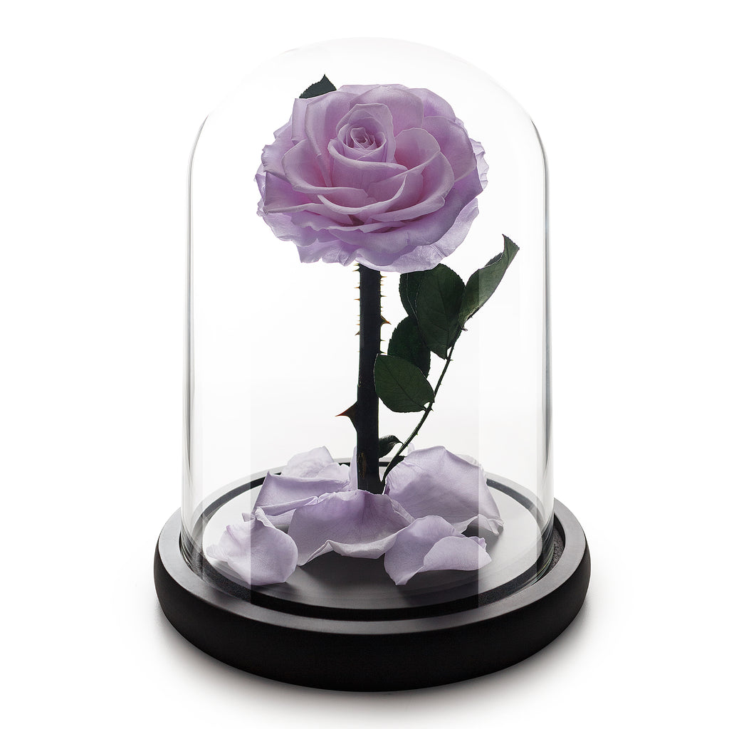 Mittelgroße Lavendel-Infinity-Rose in Glaskuppel