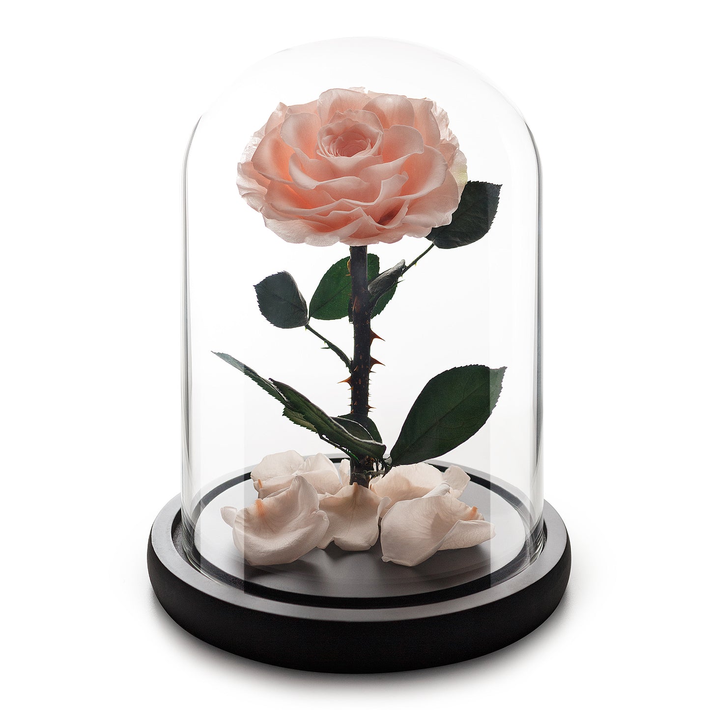 Pink Champagne Infinity Rose in Glass Dome