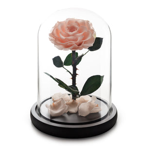 Medium Pink Champagne Infinity Rose in Glass Dome