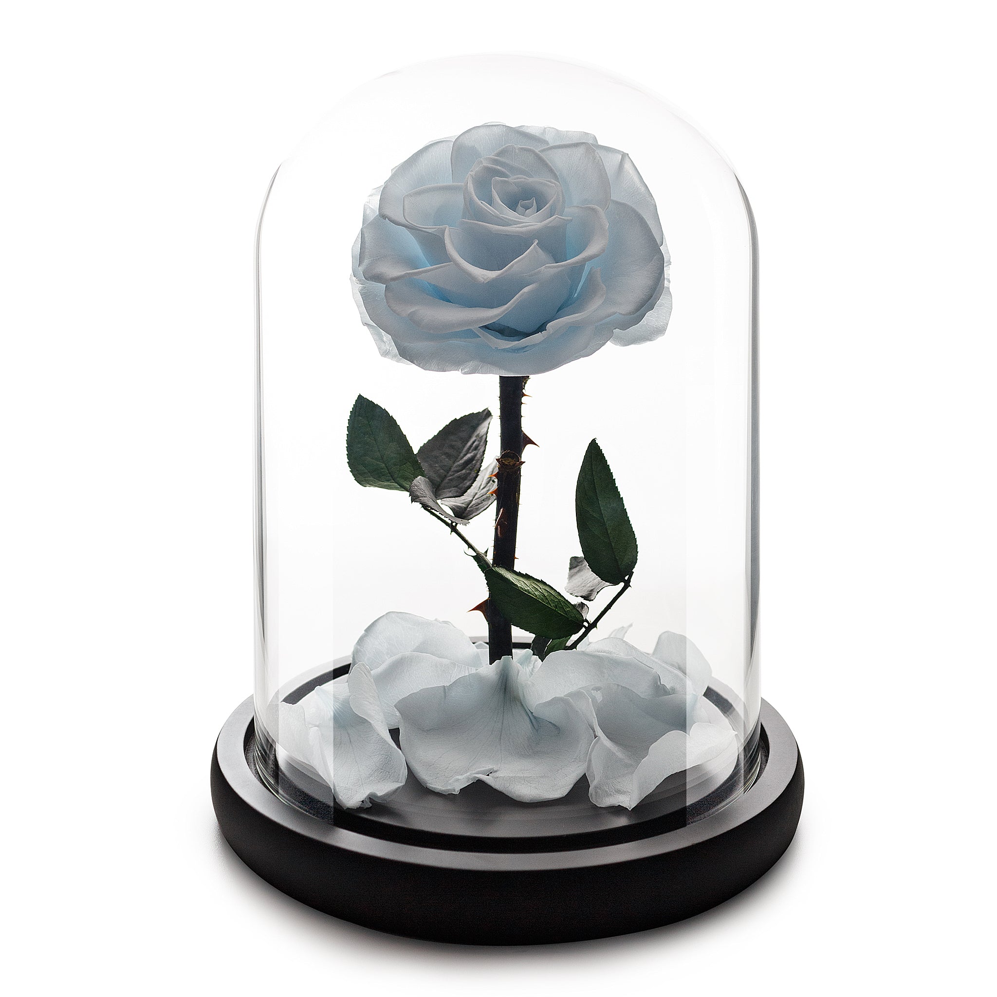 Light Blue Infinity Rose in Glass Dome – Flowers First