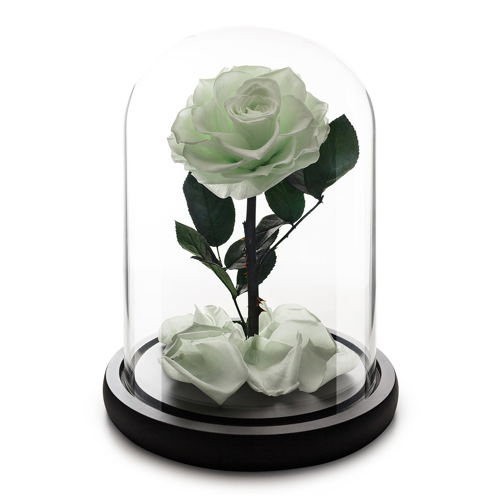 Mittelgroße Mint-Infinity-Rose in Glaskuppel