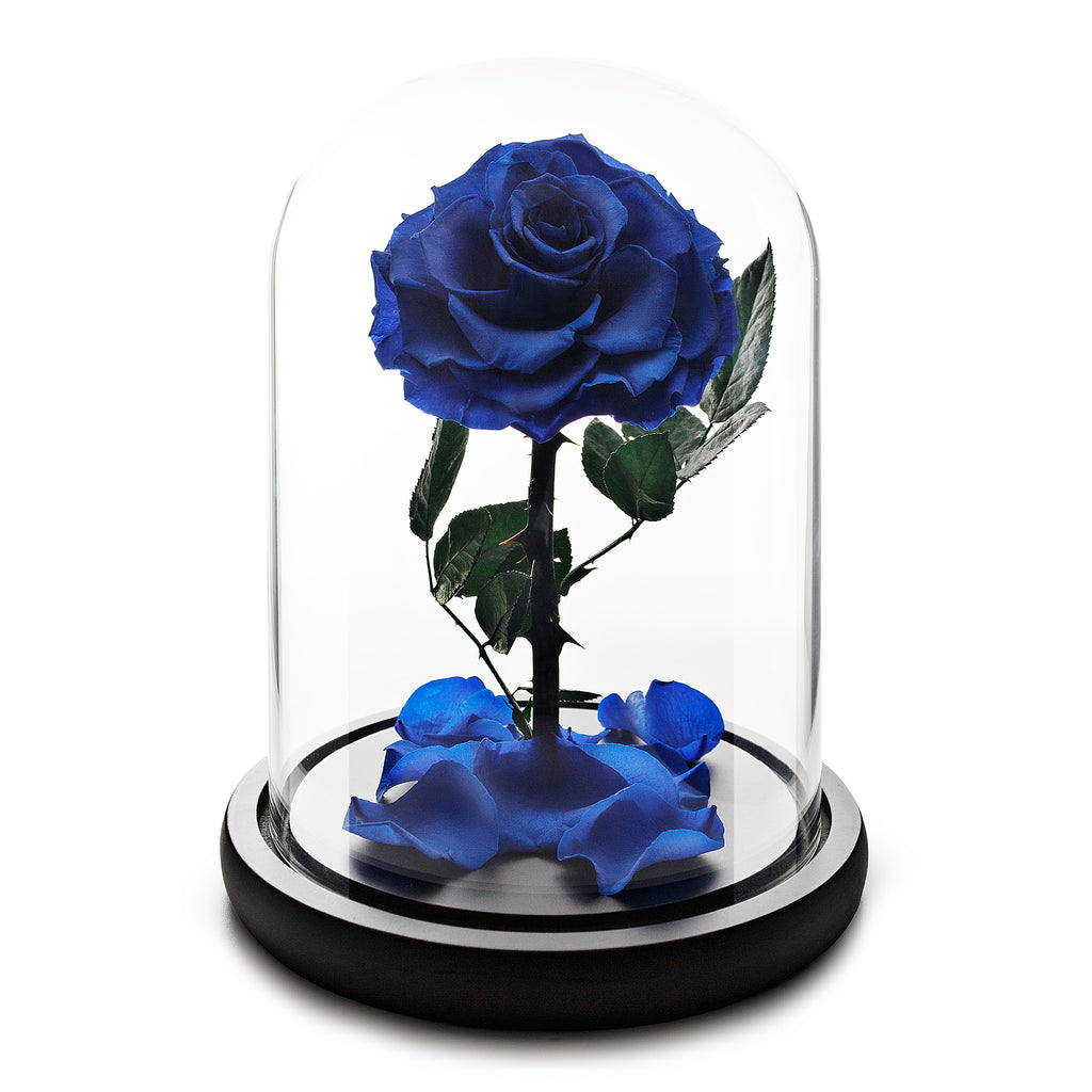 Mittelgroße königsblaue Infinity-Rose in Glaskuppel