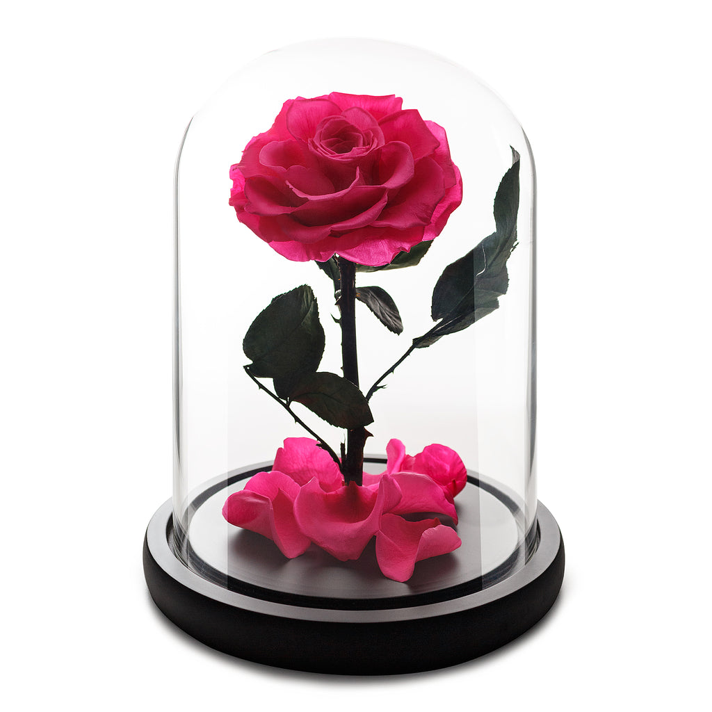 Medium Fuchsia Forever Rose in Glass Dome