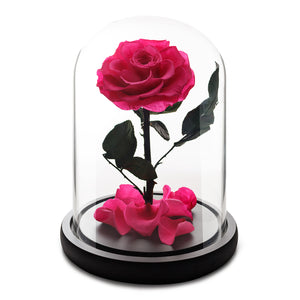 Mittelgroße Fuchsia Forever Rose in Glaskuppel