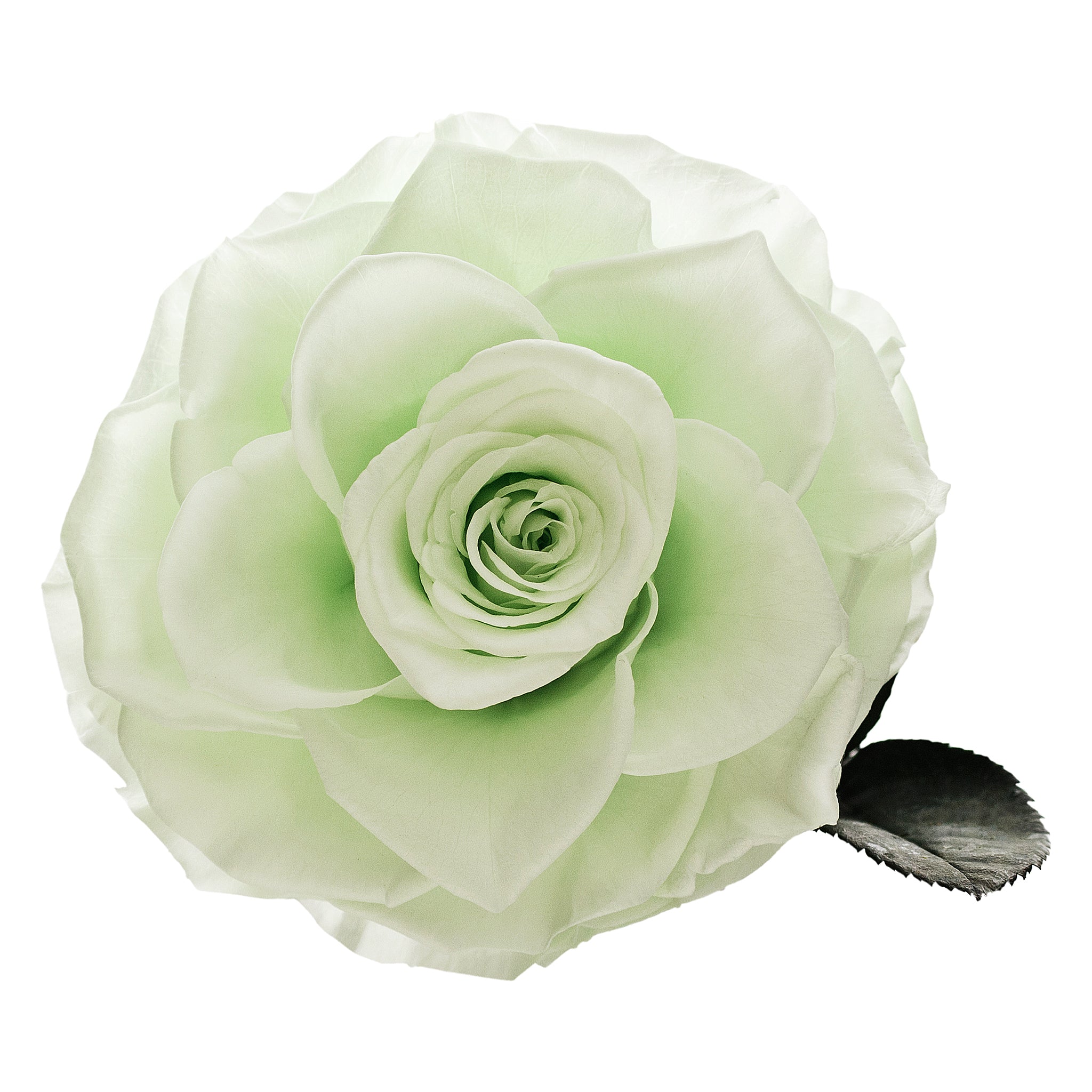 Medium Mint Infinity Rose in Glass Dome
