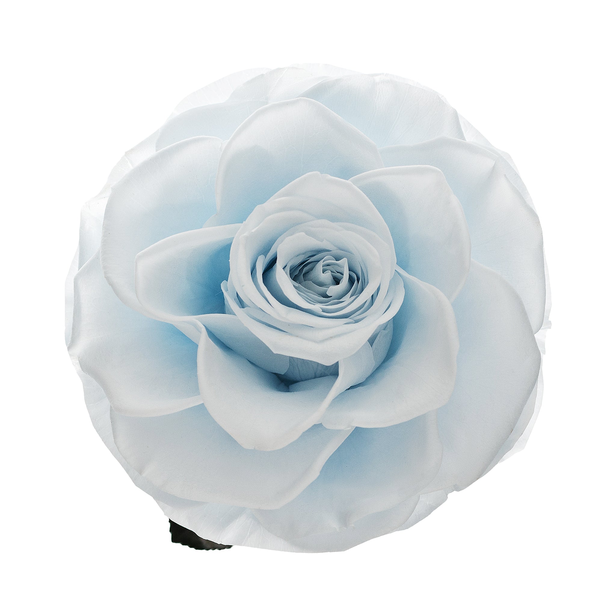 Mittelgroße hellblaue Infinity-Rose in Glaskuppel