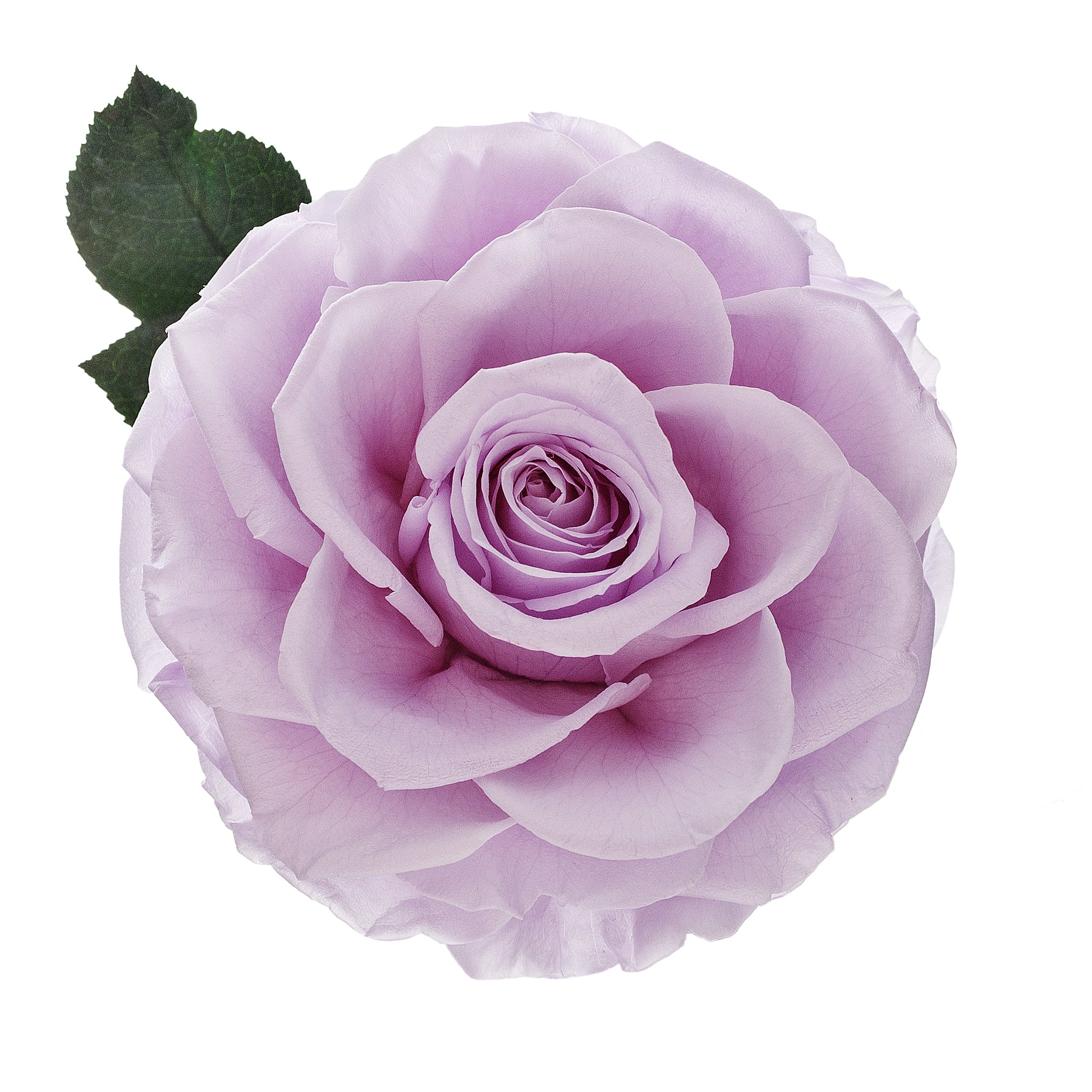 Mittelgroße Lavendel-Infinity-Rose in Glaskuppel