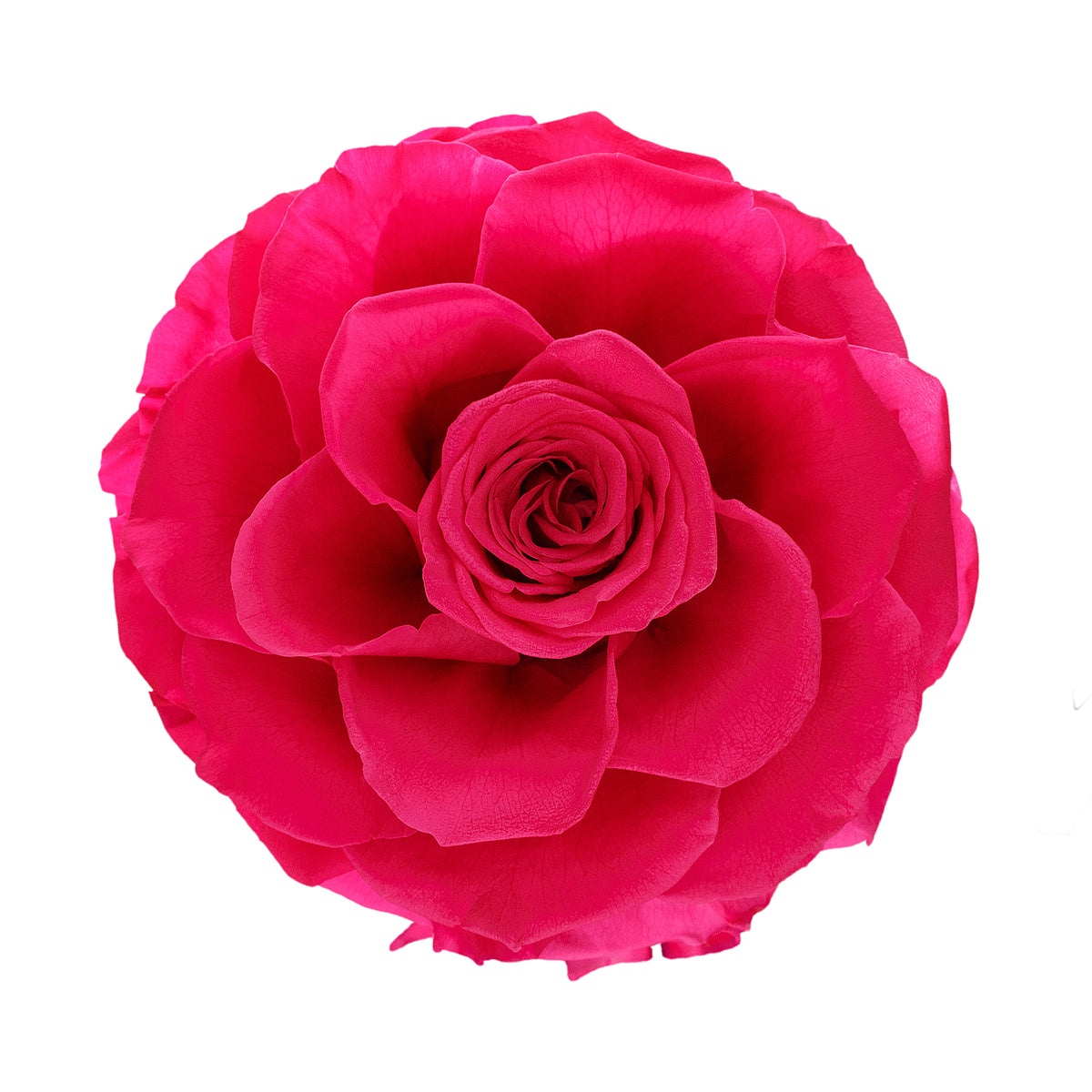Medium Fuchsia Forever Rose in Glass Dome – Flowers First