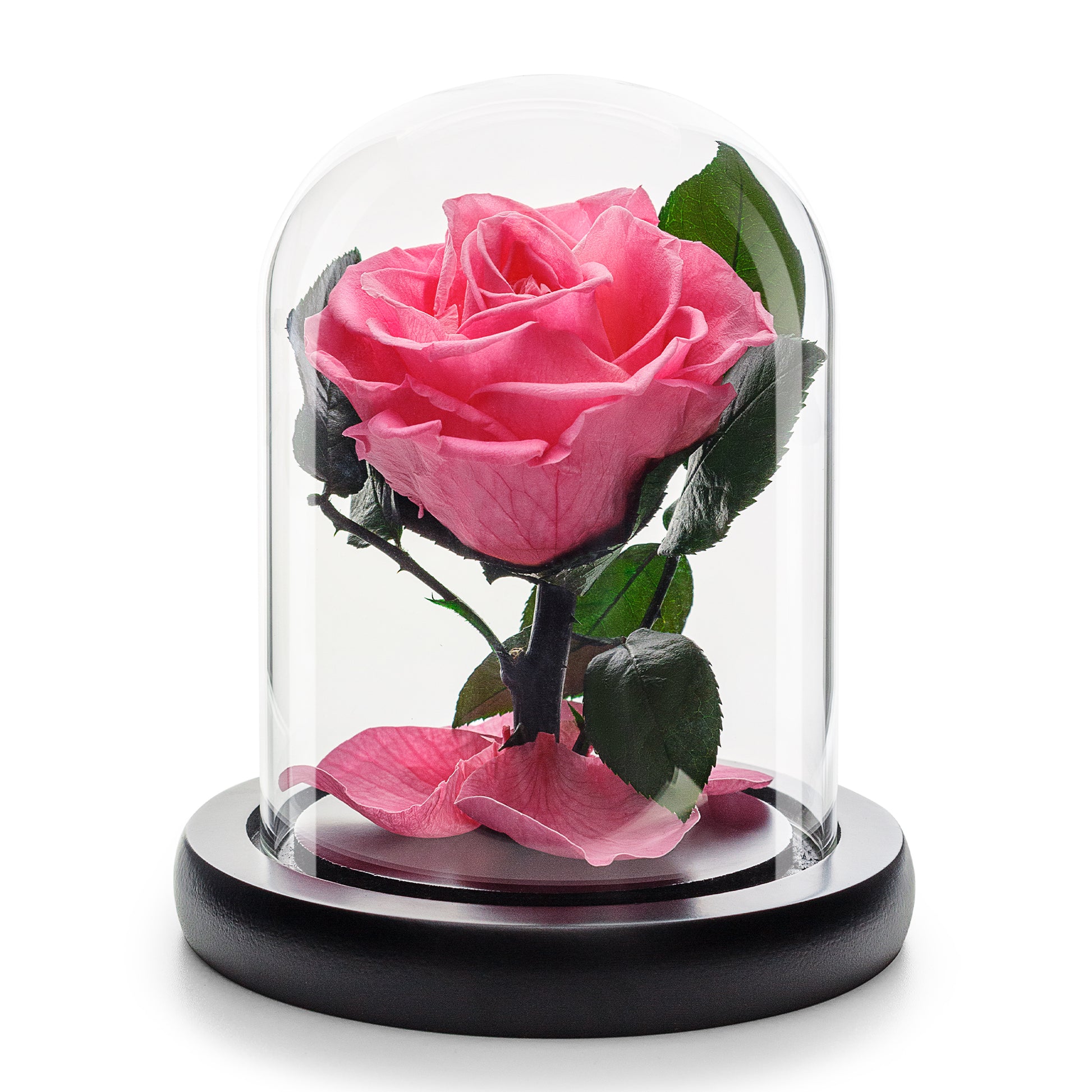 Infinity Pink Rose in Glass Dome -1