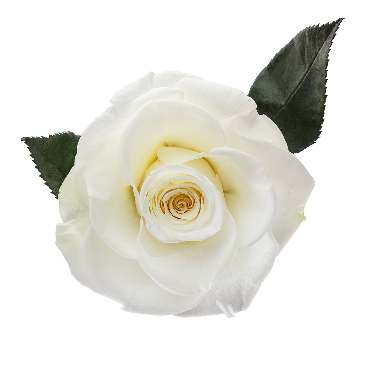 Dome White Roses Infinity White Rose in Glass Dome – Flowers First