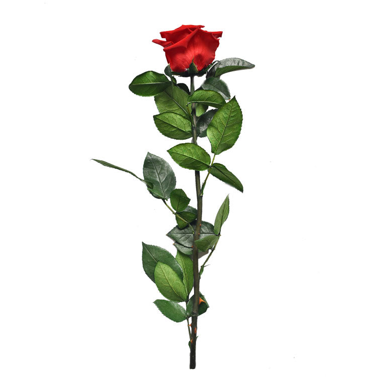 Everlasting Preserved Red Rose Stem -1