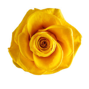 Eternity Yellow Rose in Glass Dome -2