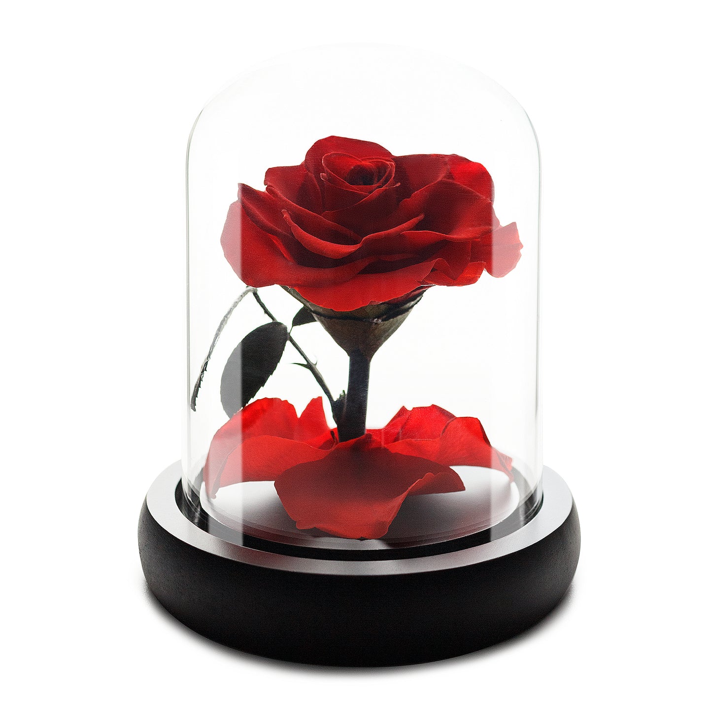 Red Infinity Rose in Glass Dome -1